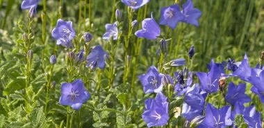Die Glockenblume ist eine fabelhafte Pflanze, die in Ihrem Garten nicht fehlen sollte