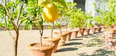 Wie kann man einen Zitronenbaum selber ziehen?