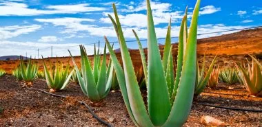 Aloe Vera vermehren - 3 Tipps zur optimalen Anwendung