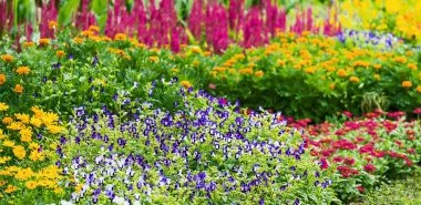 Lang blühende Pflanzen - 7 bezaubernde Schönheiten für Garten und Balkon