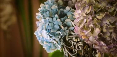 Hortensien trocknen – 3 einfache Methoden für perfekte Trockenblumen