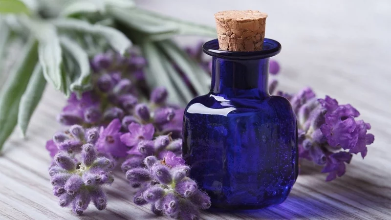 Lavendeltee und aetherisches Oel Wirkung