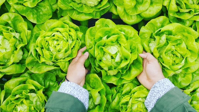Salatsuppe – Zero Waste Food Trend mit Liebe zur Natur kopfsalat nicht nur fuer salat