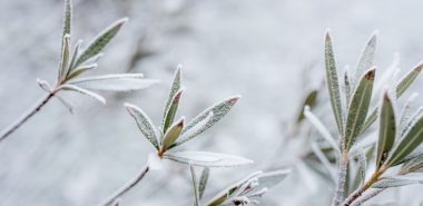 Winterschutz für Pflanzen: Hier sind die besten Tipps für Sie!
