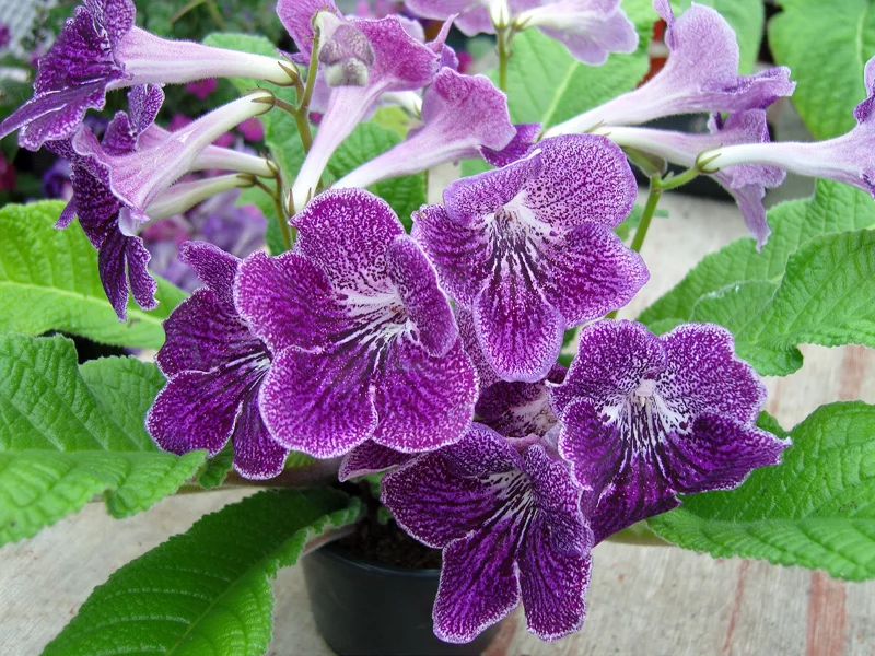 Zimmerpflanze Drehfrucht im Ueberblick – Pflegetipps und Wissenswertes zierpflanze violett schoen
