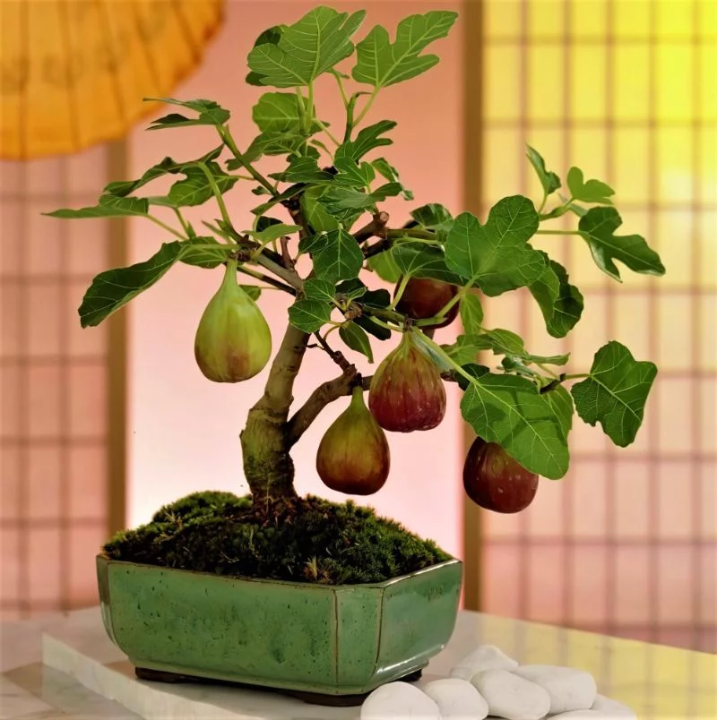 bonsai mit feigen tolles bild