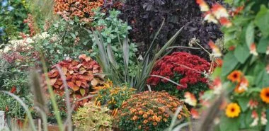 10 herrliche Herbstblüher für Garten und Balkon