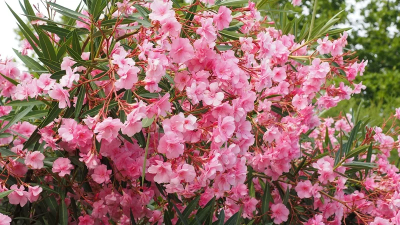 oleander vermehren reichliche blühte