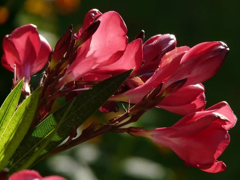 oleander vermehren rote blüten gartensträucher