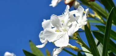 Oleander vermehren - Was muss man sich dabei merken?