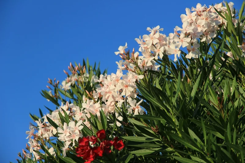 oleander vermehren welche arten gibt es