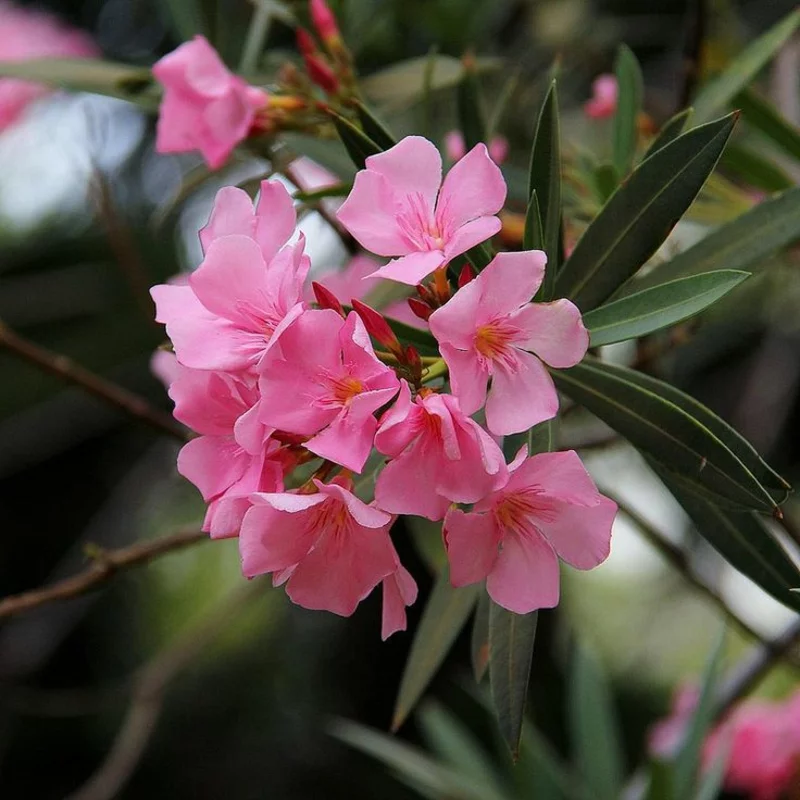 oleander vermehren wichtige tipps hobbygärtner
