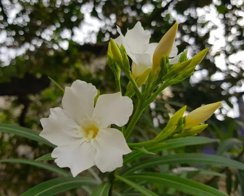 oleander vermehren wissenswertes nützliche tipps