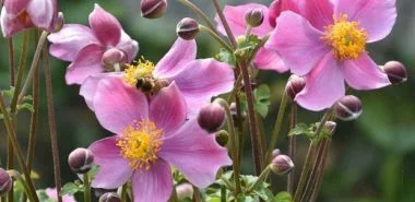 Rosa Herbstblumen - diese 7 Herbstblüher machen die Herbststimmung heiter