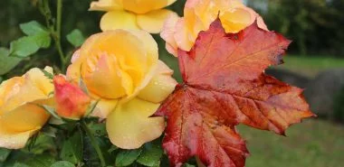 Rosenpflege im Herbst - 7 einfache Tipps vom Profi, die Ihren Rosen garantiert gut tun!