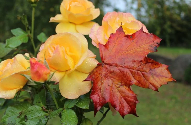 Rosenpflege im Herbst richtig durchführen