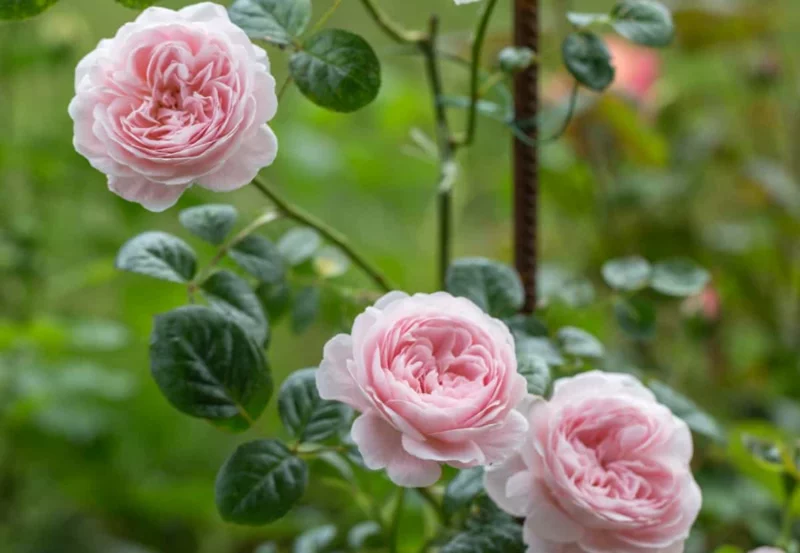 rosenpflege im herbst englische rosen