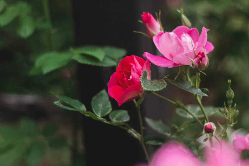 rosenpflege im herbst hybride sorten