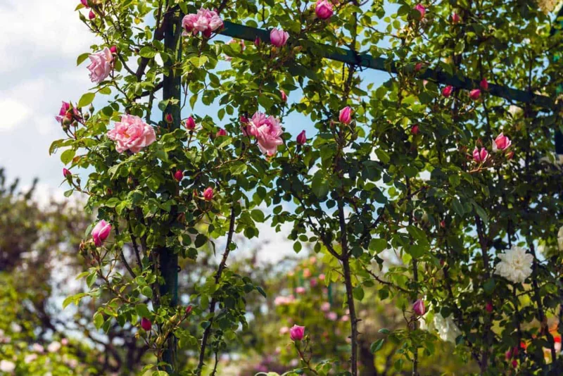 rosenpflege im herbst kletterrosen