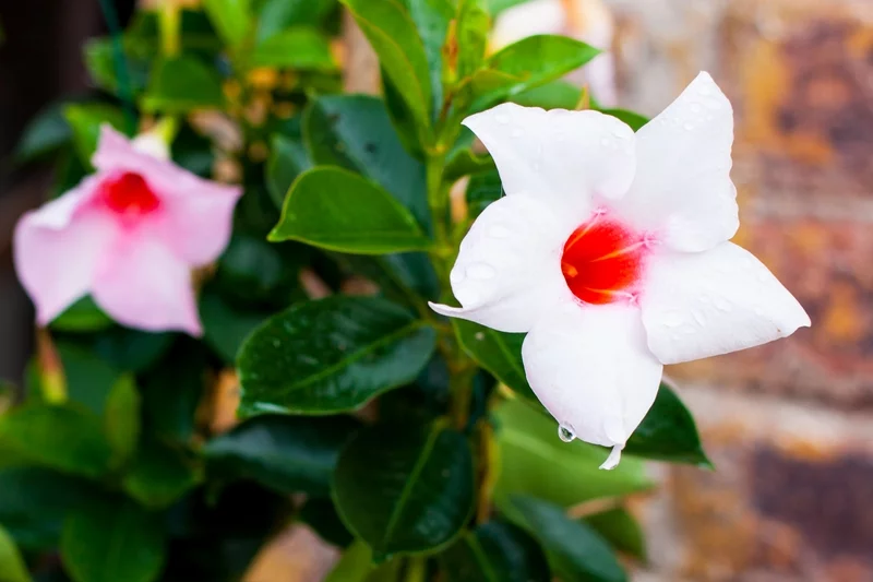 Close-up of white Mandevilla flower against the wall