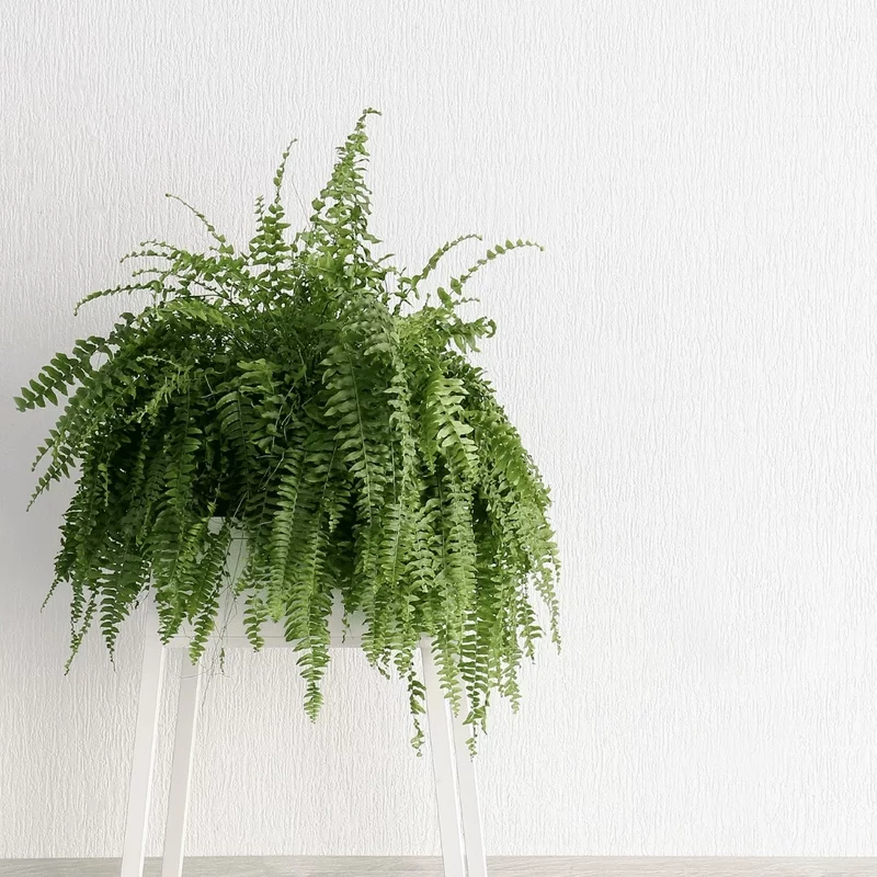 Diese 10 Topfpflanzen geben Ihrem Zuhause einen moderne Pfiff Farne erns