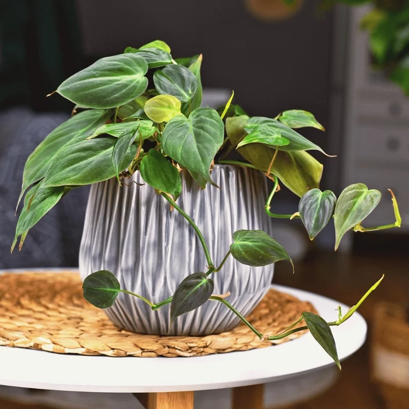 Diese 10 Topfpflanzen geben Ihrem Zuhause einen moderne Pfiff Philodendran Micans