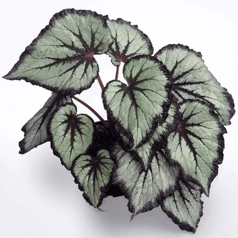 Diese 10 Topfpflanzen geben Ihrem Zuhause einen moderne Pfiff Rex Begonias