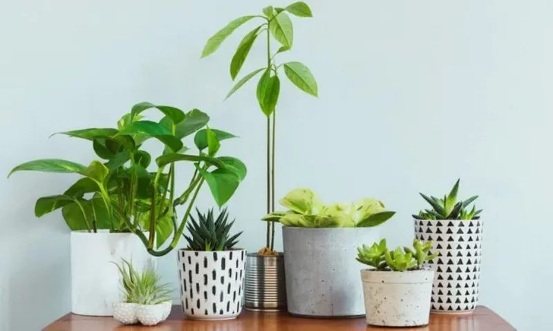 Diese 10 Topfpflanzen geben Ihrem Zuhause einen moderne Pfiff