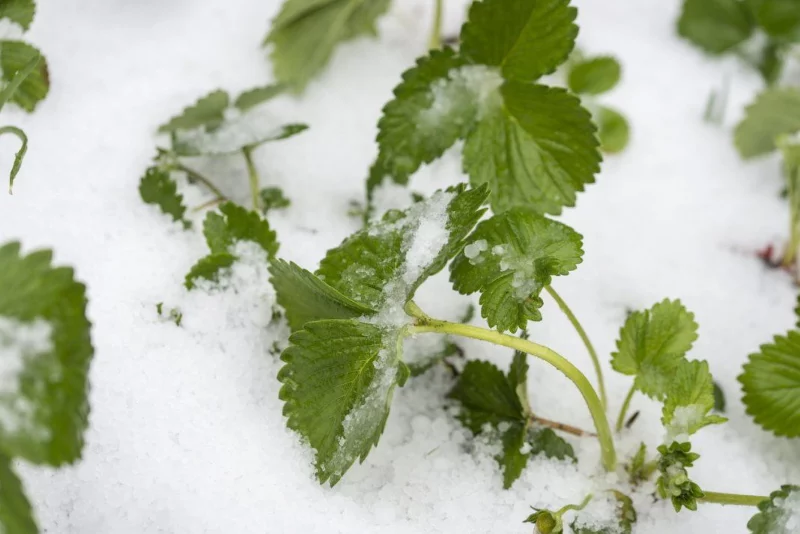 Erdbeeren ueberwintern – Tipps fuer eine ertragsreiche Ernte beeren unter schneedecke