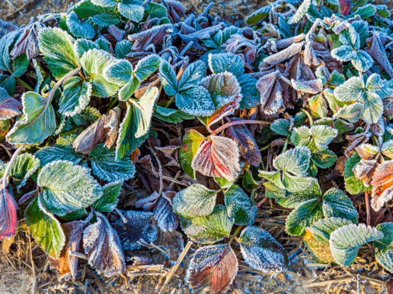 Erdbeeren ueberwintern – Tipps fuer eine ertragsreiche Ernte winter frost kaelte nutzpflanzen