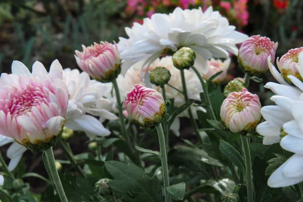 Fehler bei Chrysanthemen Pflege im Garten bluehen erst ab Spaetsommer Hingucker draussen