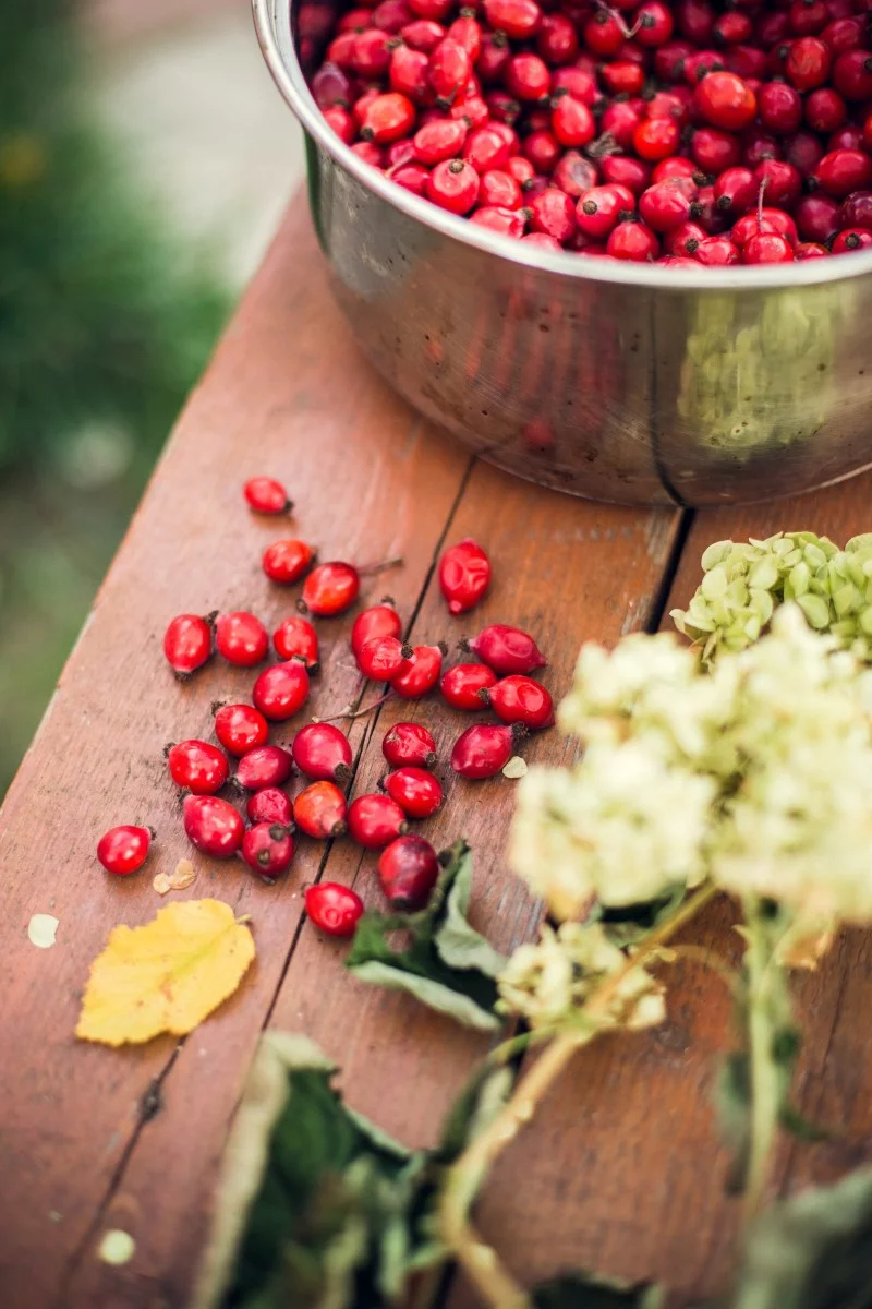 Hagebuttentee selber machen – warm und gesund im Herbst wildfrucht richtig ernten