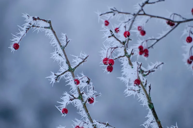 Hagebuttentee selber machen – warm und gesund im Herbst winter ernte wildfrucht frost