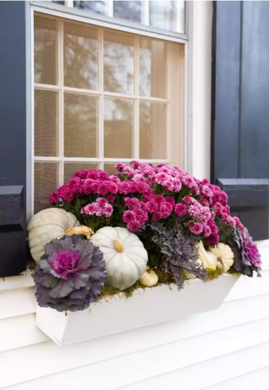 Herbstdeko draussen Blumenkasten an Fensterbrett violette Herbstblumen Zierkohl weiße Kuerbisse