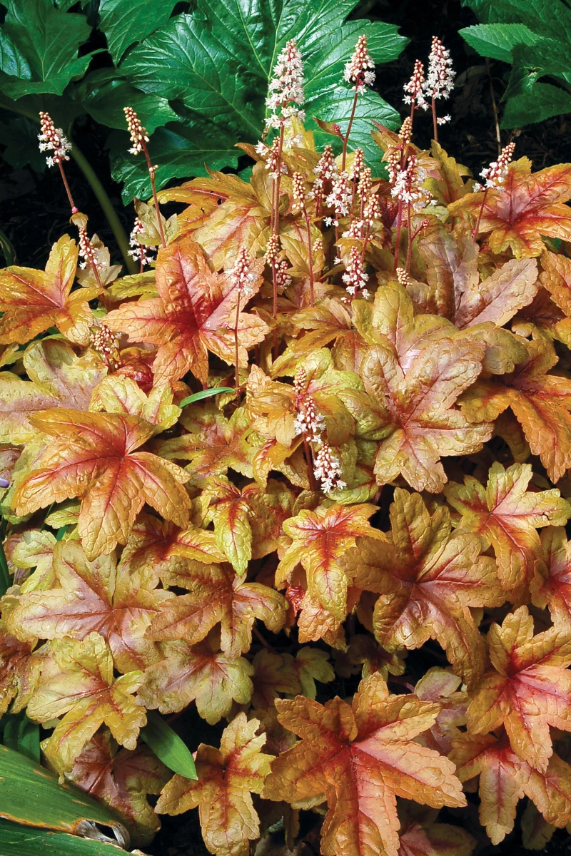 Purpurgloeckchen – Blattschmuck von Fruehling bis Winter goldene farben im gartenbeet