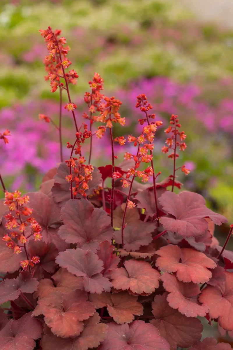 Purpurgloeckchen – Blattschmuck von Fruehling bis Winter herbstliche farben beet