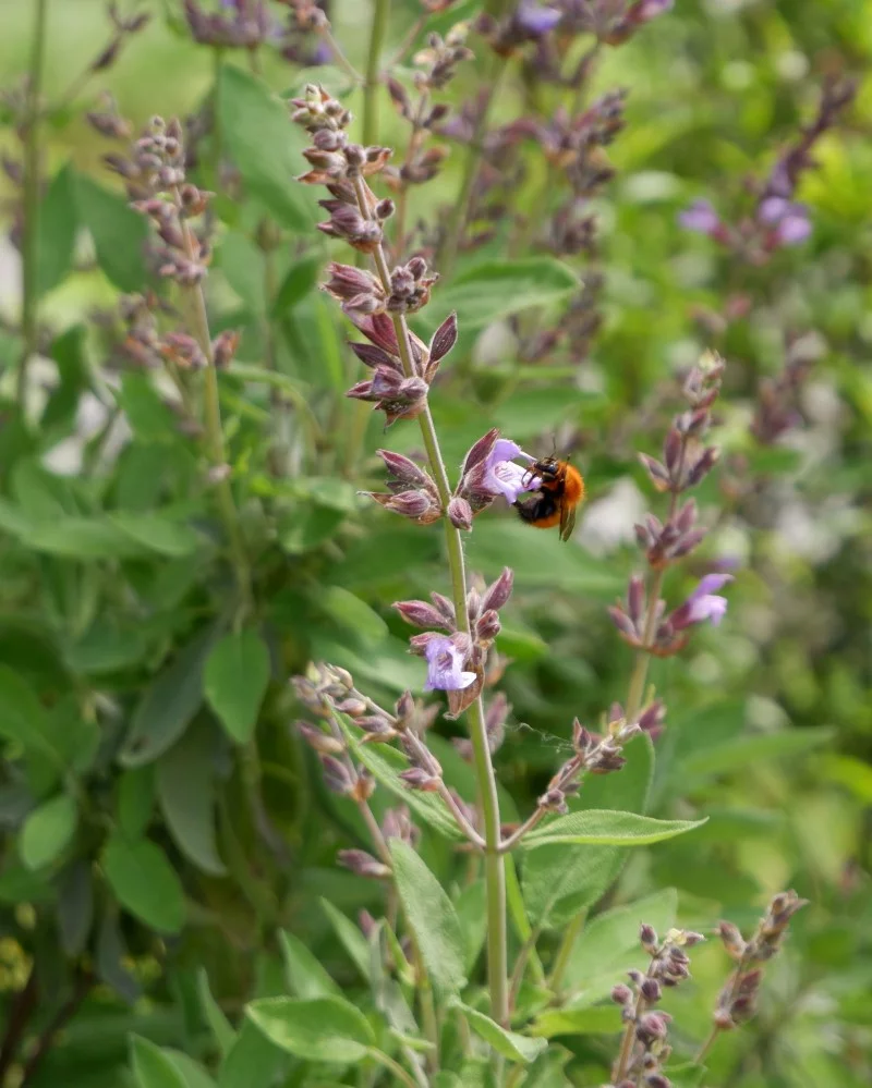 Steppensalbei – ein Muss im bienenfreundlichen Sommergarten magnet fuer bienen bestauber