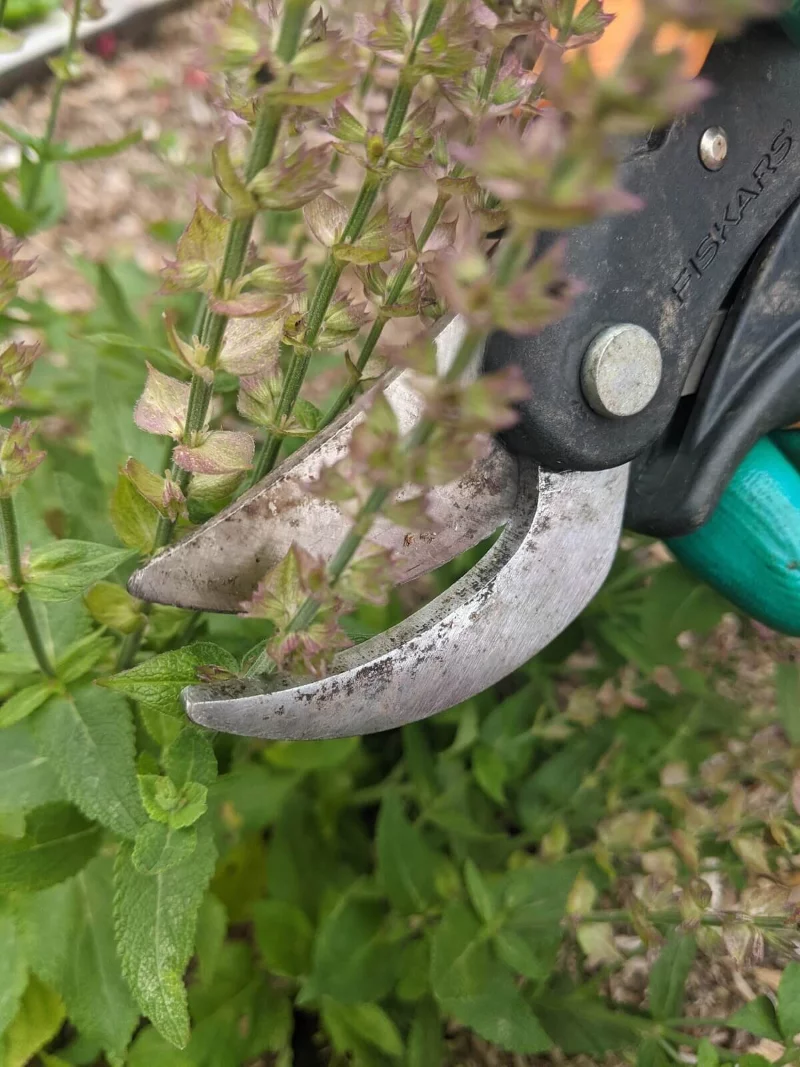 Steppensalbei – ein Muss im bienenfreundlichen Sommergarten salbei richtig trimmen schneiden