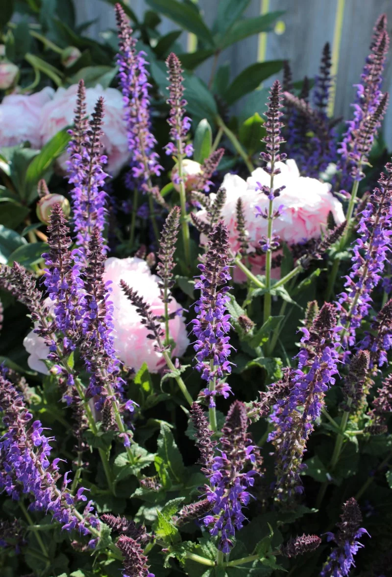 Steppensalbei – ein Muss im bienenfreundlichen Sommergarten salbei und rosen kombi