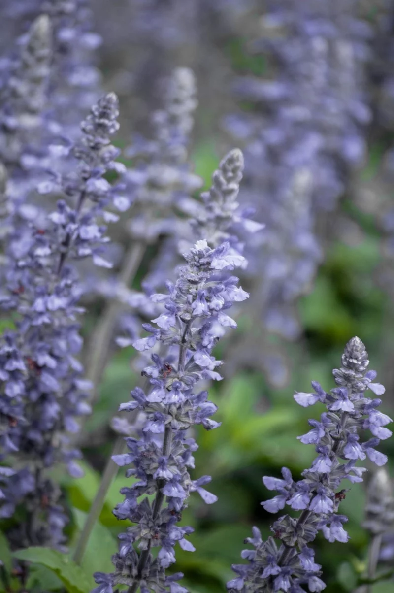Steppensalbei – ein Muss im bienenfreundlichen Sommergarten schoene blaue farbe blumen