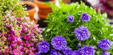 Wie können Ihre Chrysanthemen länger blühen? – 6 Pflegetipps dafür