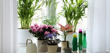 Zimmerpflanzen düngen: Alles, was Sie darüber wissen sollten