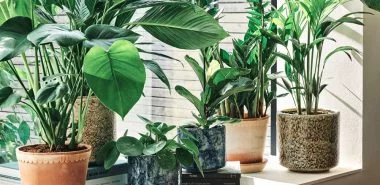 Zimmerpflanzen Trends: Diese 10 Topfpflanzen geben Ihrem Zuhause einen modernen Pfiff!