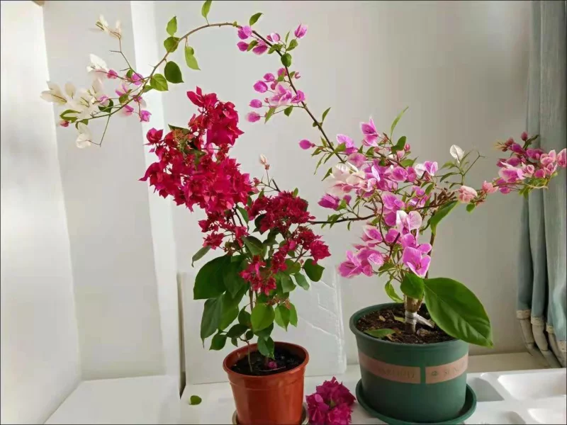 bougainvillea ueberwintern topfpflanze