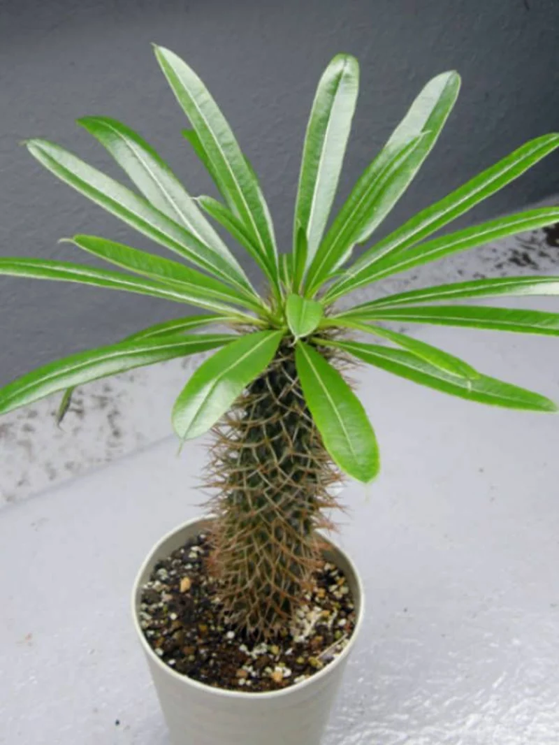 zimmerpflanzen für südfenster madagaskarpalme Pachypodium lamerei
