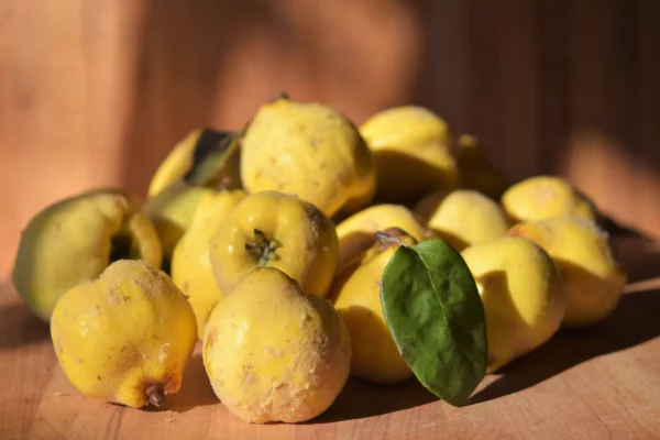 Quitten aromatisches Kernobst gesund gelbe Herbstfrüchte viel Vitamin C