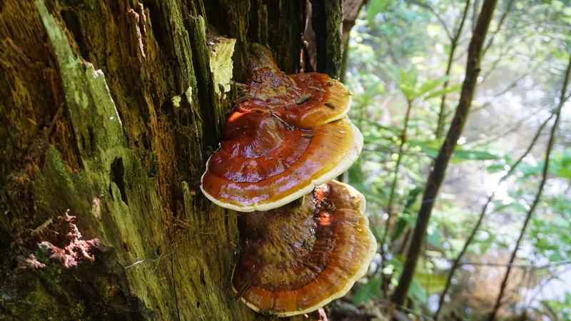 Reishi ( Ganoderma tsugae ) growing in the forest. Popular mushroom in herbalism.