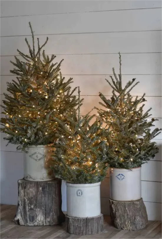 Rustikale Weihnachtsdeko drinnen drei Christbaeume in Eimern mit Lichterketten ausreichender Schmuck