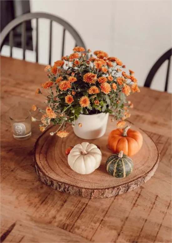 Thanksgiving in den USA aus Holzuntersetzer drei kleine Kuerbisse auf dem Esstisch daneben Topf mit orangefarbenen Chrysanthemen