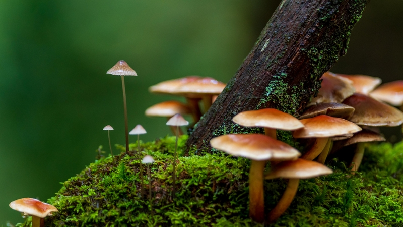 Autumn,Woodland,Fungi,,Macro,,Closeup